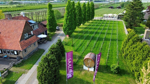 Wijngaard Saalhof